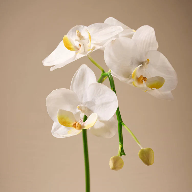 Faux Phalaenopsis Orchid Plant - Maliah Pot | White - 61cm