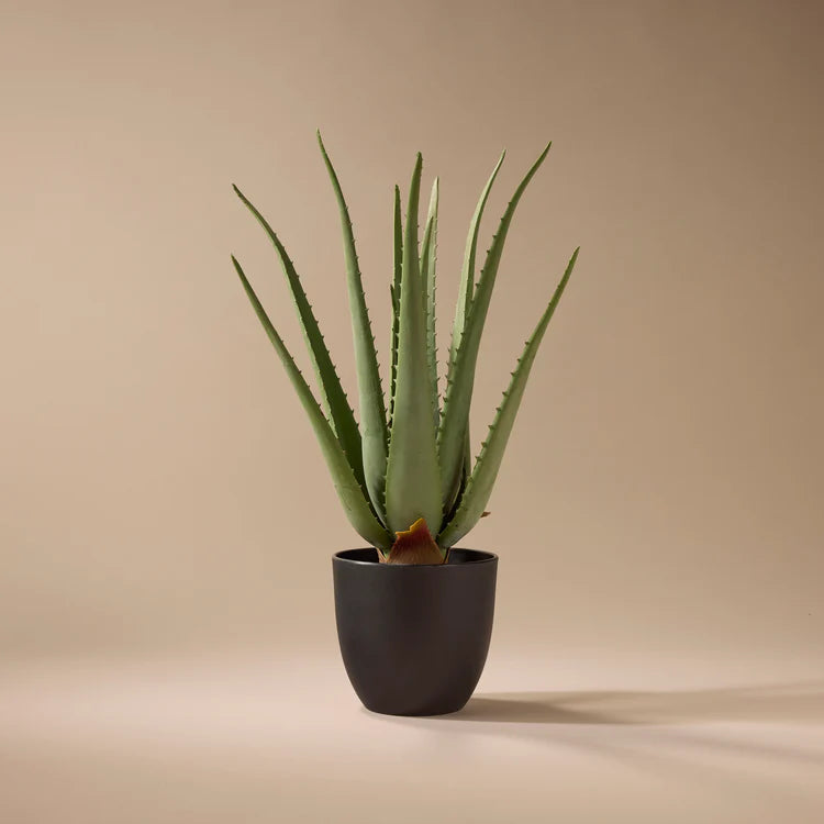 Faux Aloe Plant | 66cm