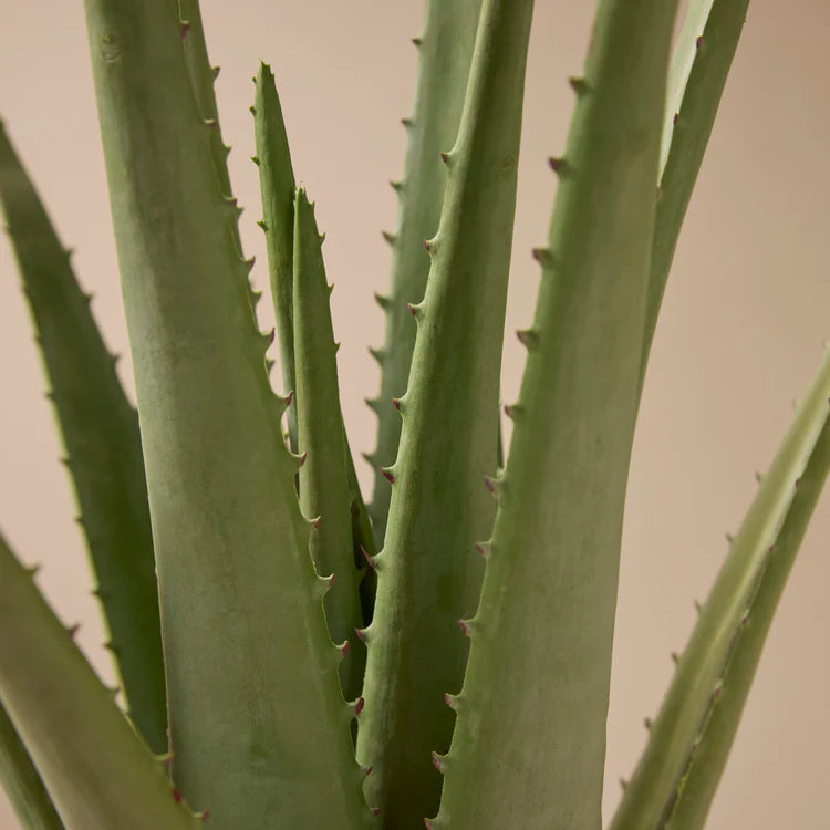 Faux Aloe Plant | 66cm