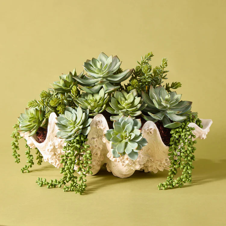 Faux Succulent Mix - Seychelles Clam Vessel | 52cm