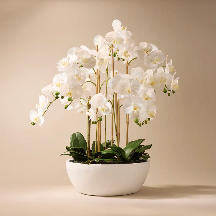 Faux Butterfly Orchid - Round Pot | 83cm