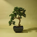 Faux Pine Bonsai Tree - Oslo Pot | Black - 100cm