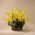Rogue Dancing Orchid Garden Mix-Madelyn Bowl 67cm Yellow