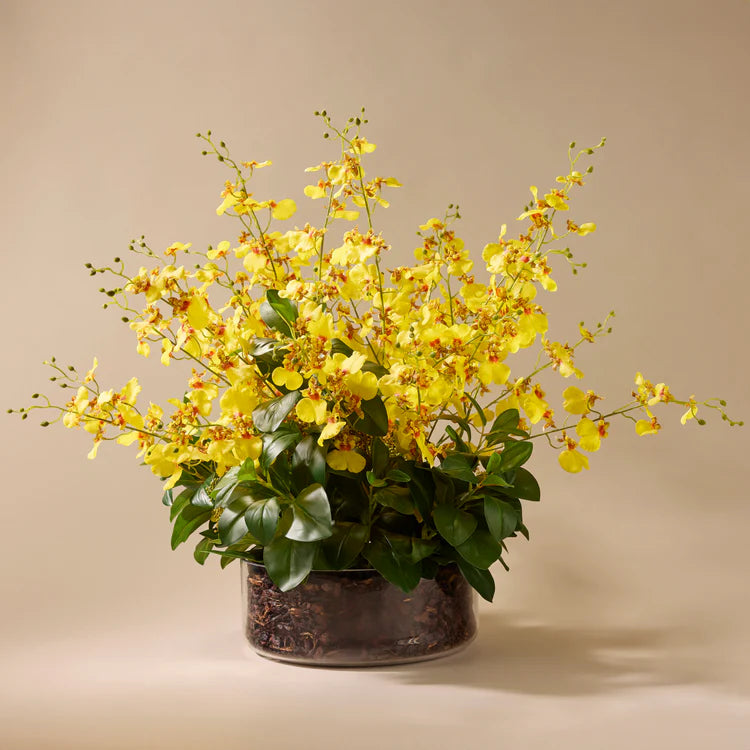 Rogue Dancing Orchid Garden Mix-Madelyn Bowl 67cm Yellow