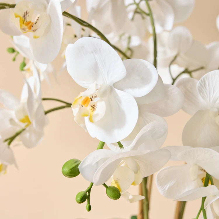 Faux Phalaenopsis Orchid - Blue and White Bowl | White - 66cm