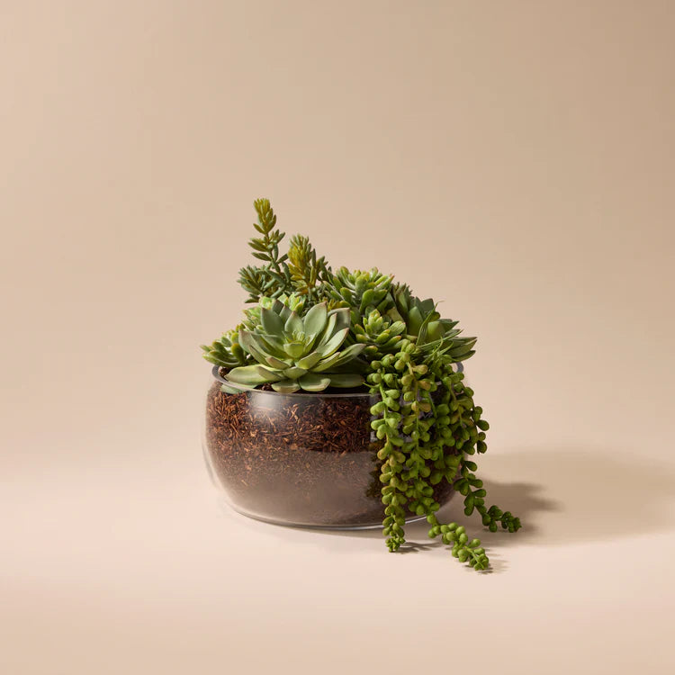 Faux Succulent Mix - Scarlett Bowl | 27cm