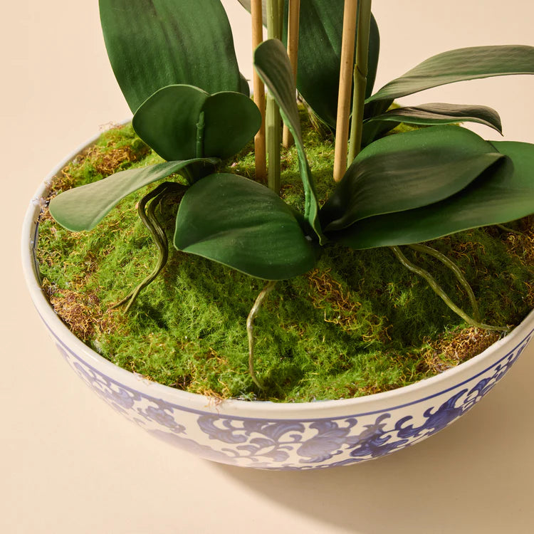 Faux Phalaenopsis Orchid - Blue and White Bowl | White - 66cm