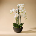 Faux Phalaenopsis Orchid - Black Pot | White - 50cm