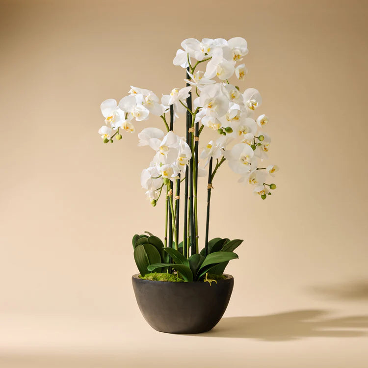 Faux Phalaenopsis Orchid - Black Pot | White - 50cm