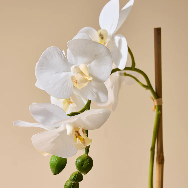 Faux Butterfly Orchid - Smooth Pot | 45cm