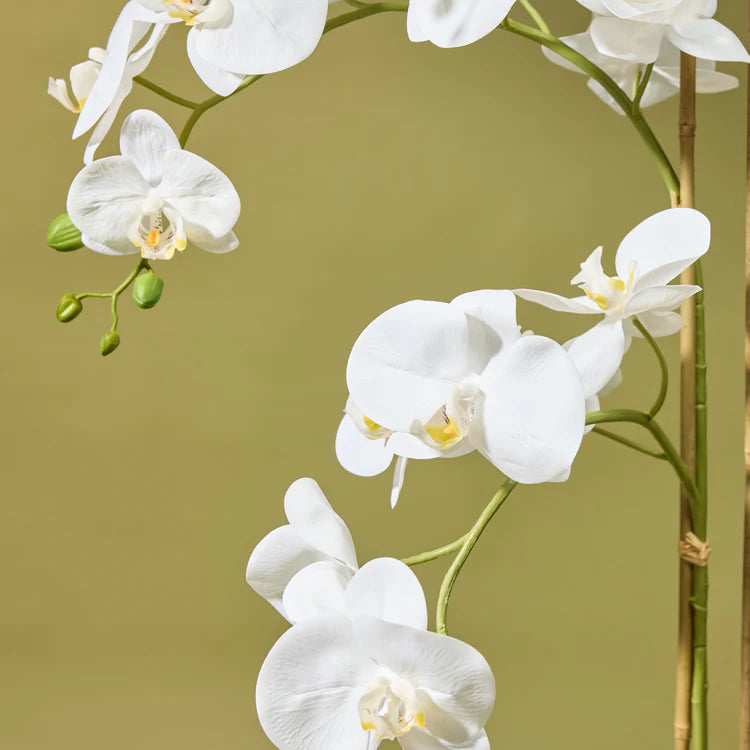 Faux Phalaenopsis Orchid - Ribbed Pot | White - 150cm
