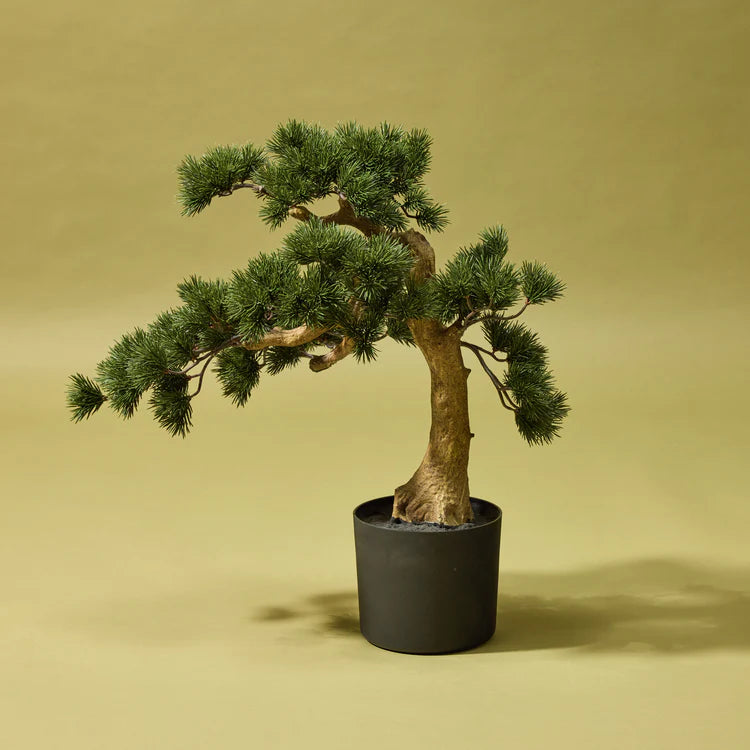 Faux Pine Bonsai Tree - Garden Pot | 55cm